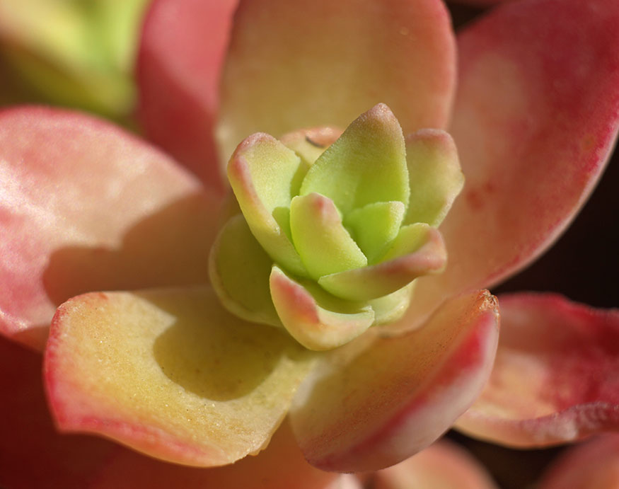 close-up picture Coppertone Sedum’s leaves