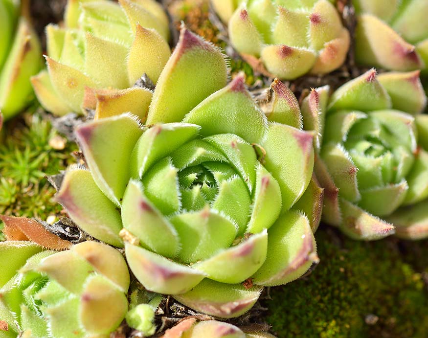 close up of an Echeveria Agavoides