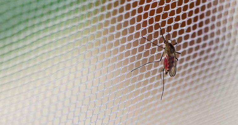 a mosquito on a fine mesh screen