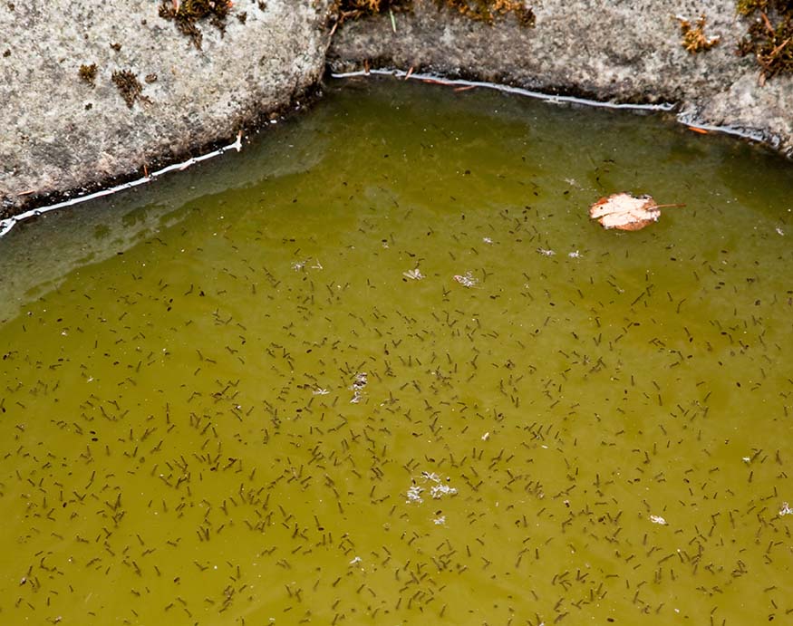 mosquito larva in water