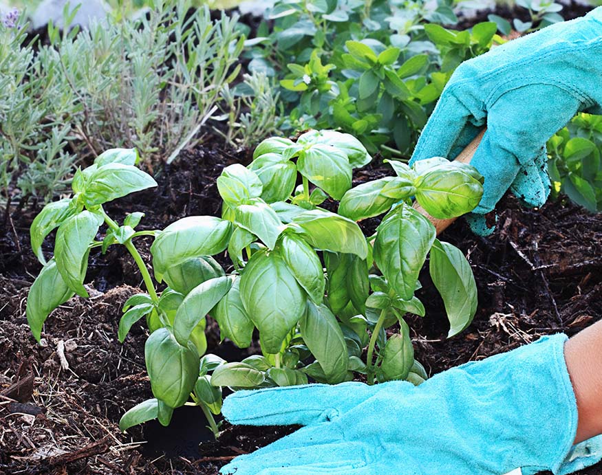 a person planting basil