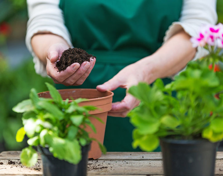 How To Aerate Soil In Potted Plants Identify And Solve Compacted Soil