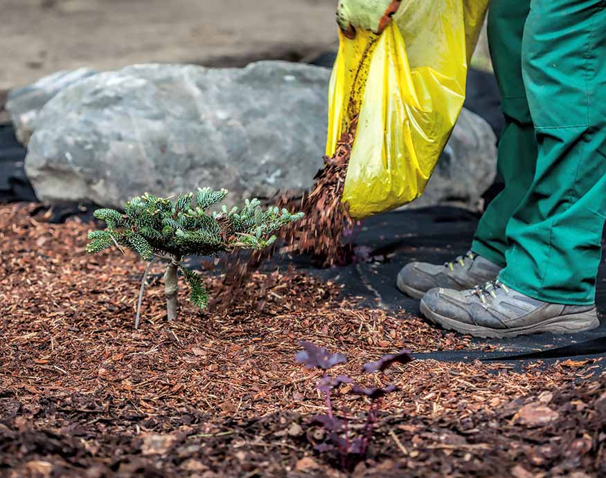 A gardener putting mulch under a bush