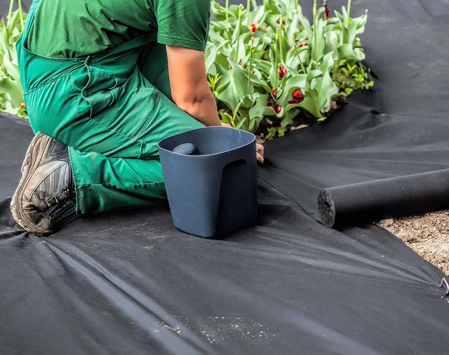 A gardener installing weed barrier landscape fabric 