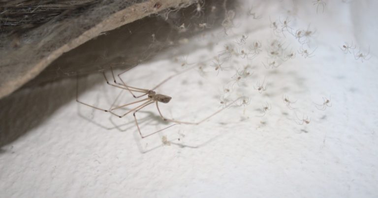 spiders on the basement’s wall