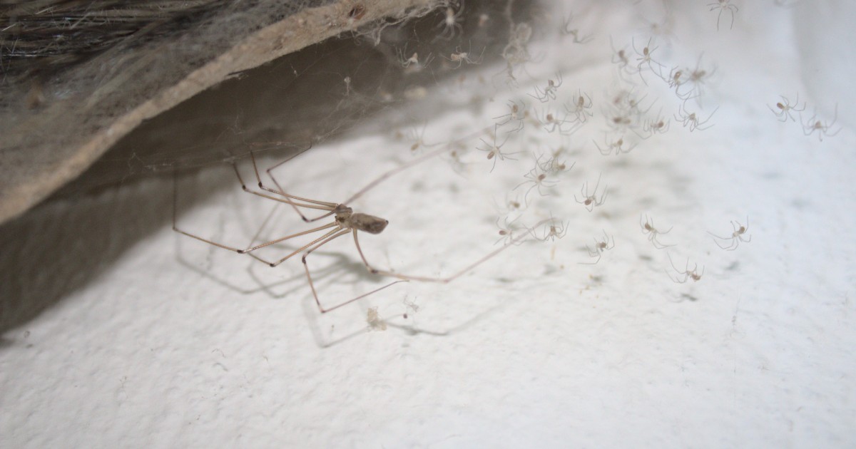 How to Get Rid of Spiders in the Basement 