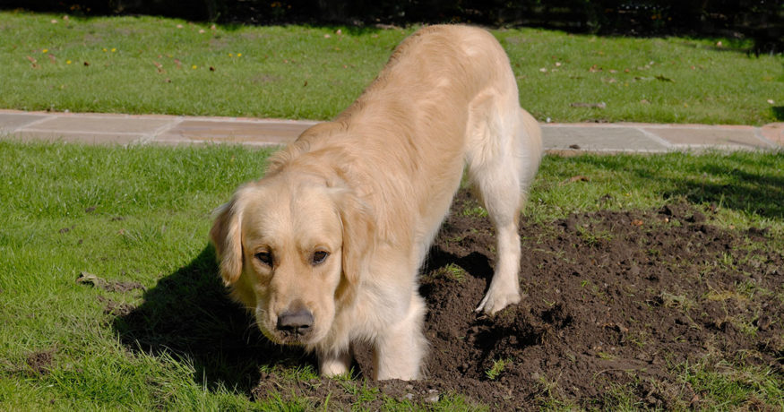 dog digging a hole in lawn