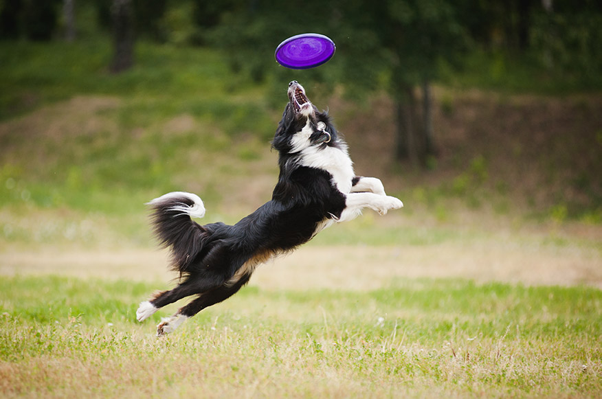 dog playing with frisbee