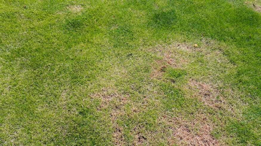a lawn with uneven discoloration