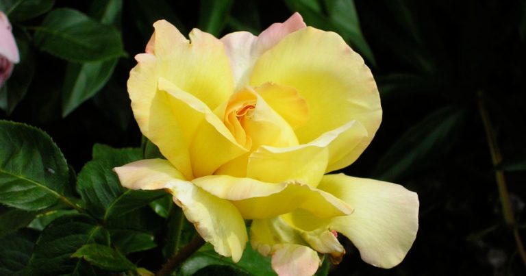 A yellow rose is blooming in a garden.