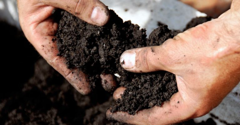 A person's hands holding soil in a container.