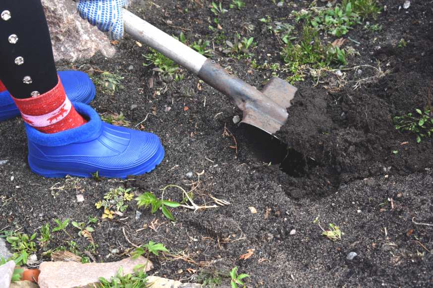 A person shoveling anaerobic soil