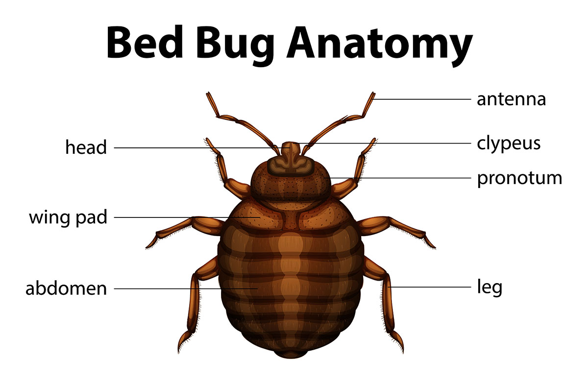 The anatomy of a bed bug.