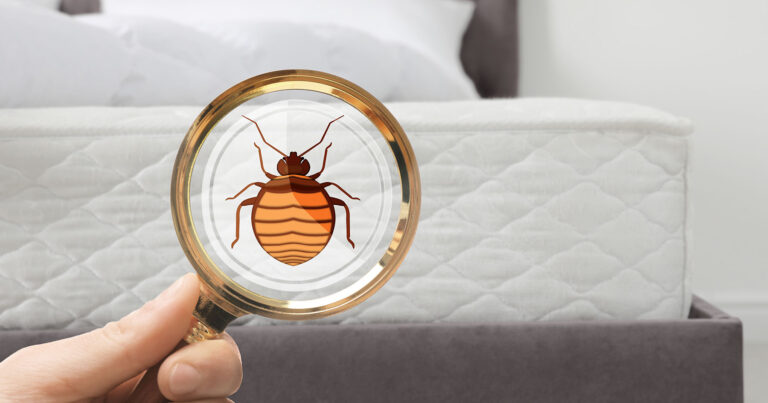 A person holding a magnifying glass over a bed bug.