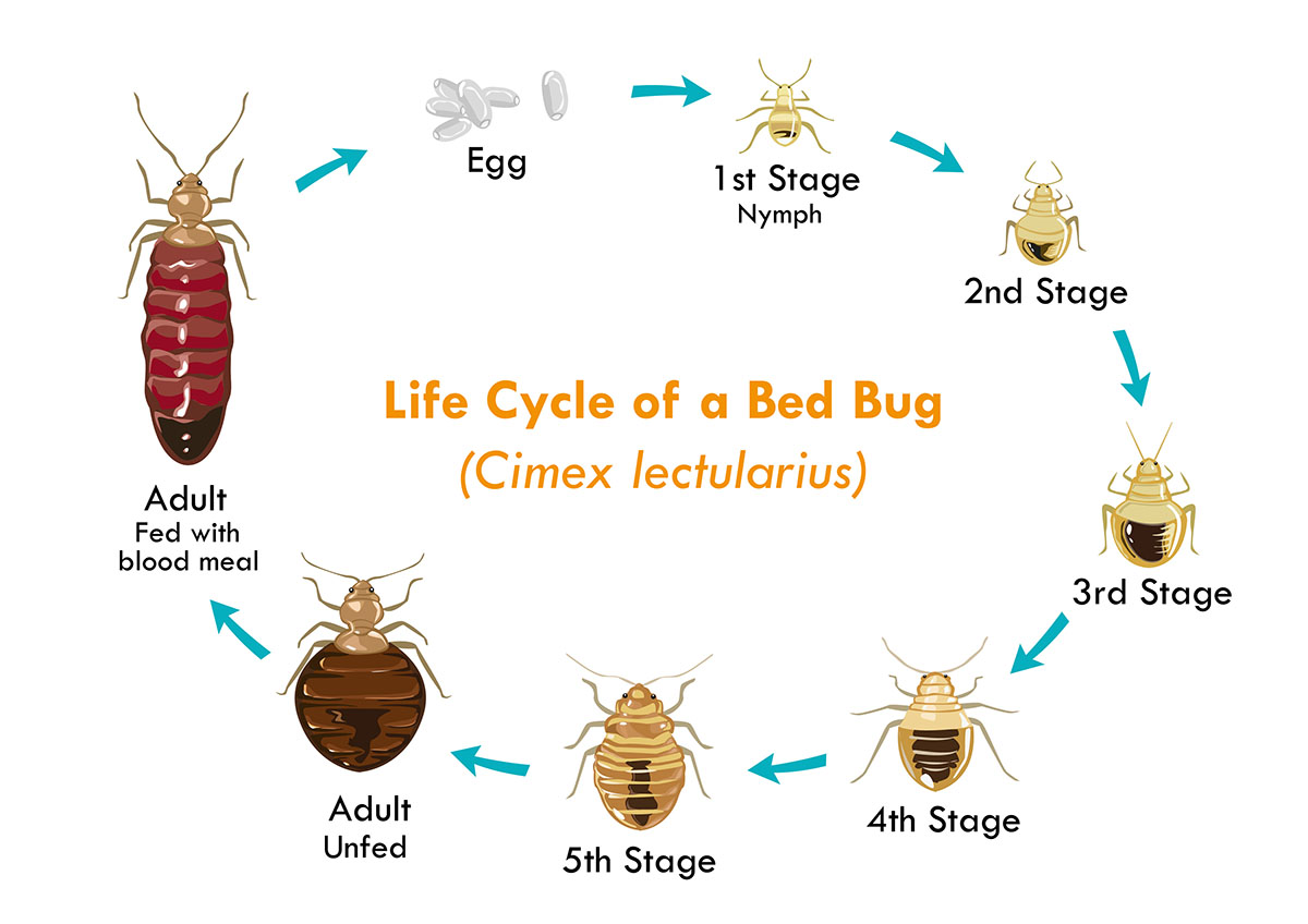 Life cycle of a bed bug.