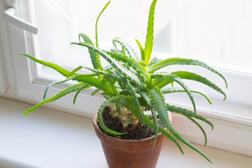 an indoor aloe vera plant on the windowsill