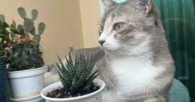 Are Succulents Poisonous To Cats and Dogs?