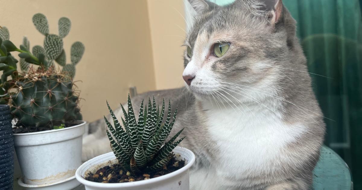 Cat next to succulents