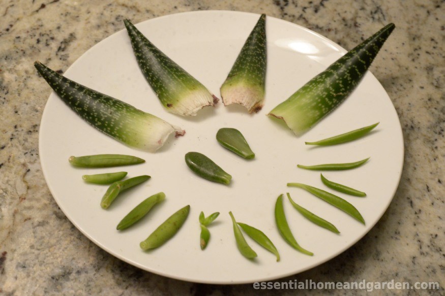 Cut aloe vera, jade, golden sedum, and pincushion peperomia leaves on a white plate.