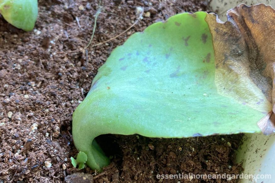 A small spotted kalanchoe sprout growing from the propagated leaf