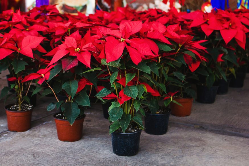 Red Poinsettia in pots