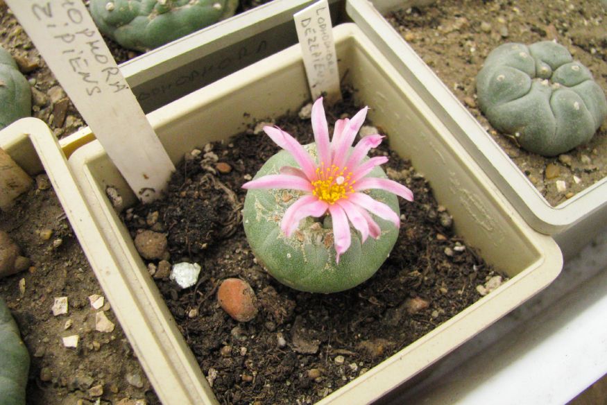 a Peyote cactus with bloom