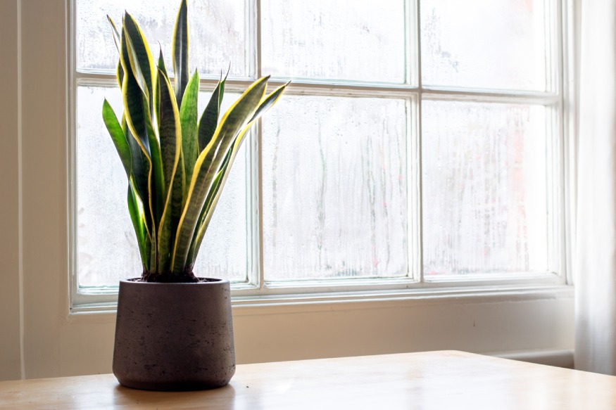 snake plant next to a window