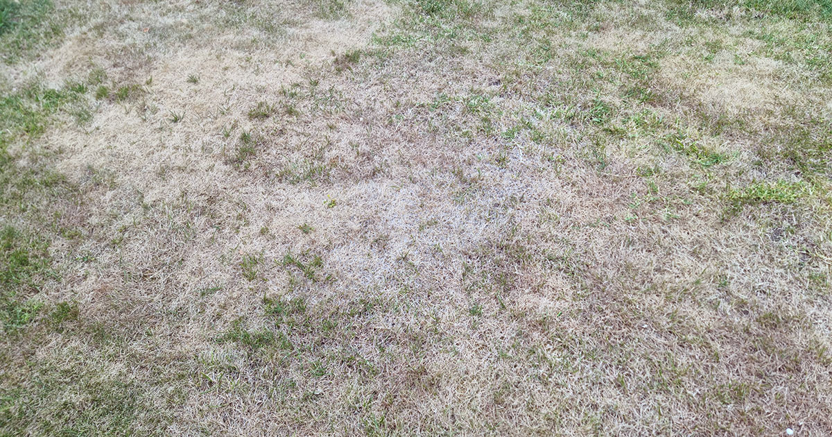 How To Fix Dead Grass Is It Dead Or Dormant