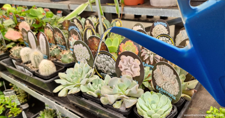 Watering succulents with a plastic watering can