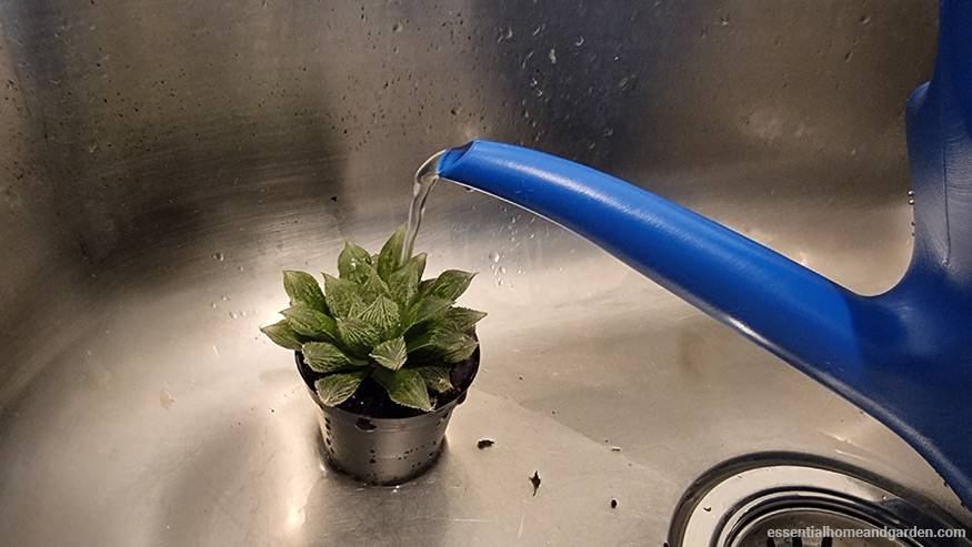 watering a succulent in a sink with a plastic watering can