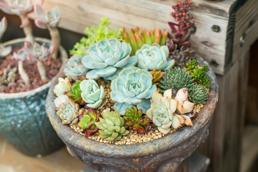 different succulents in a pot