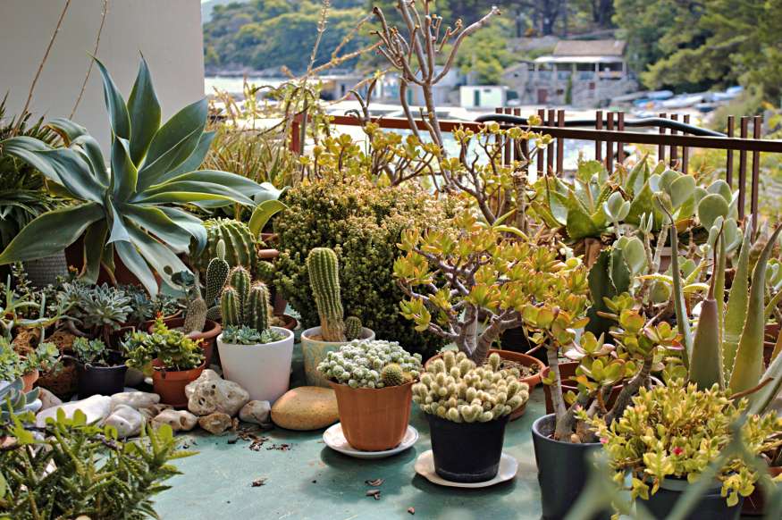 outdoor succulents planted in containers