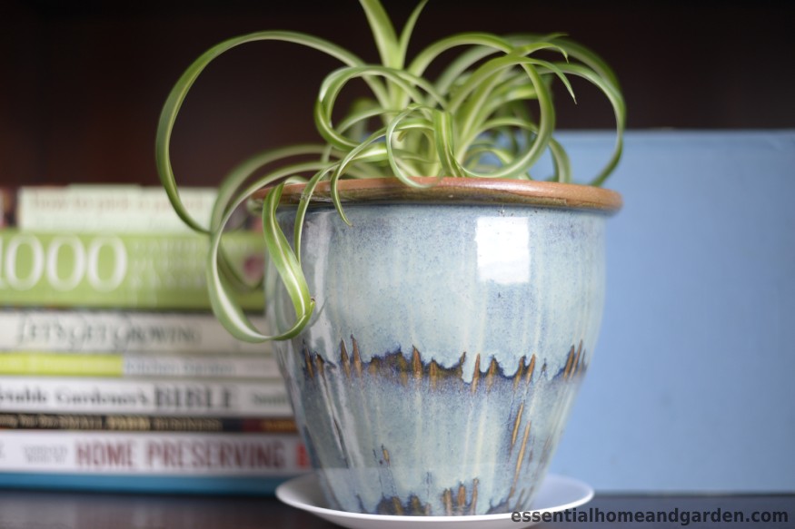 succulent in a glazed ceramic pot