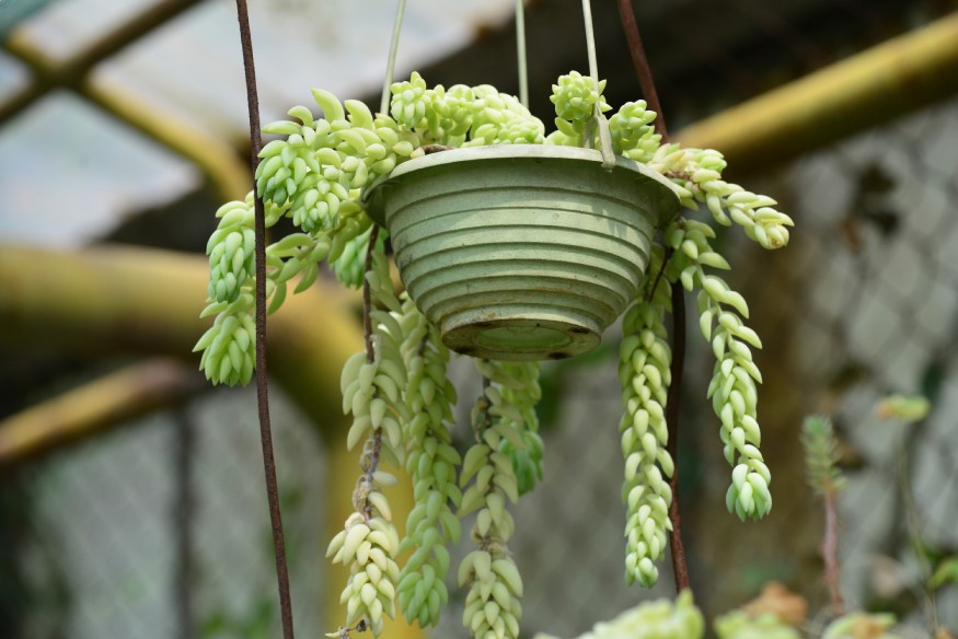 sedum morganianum in a hanging pot