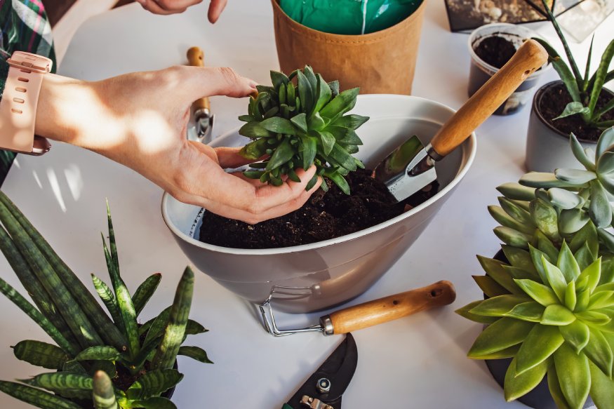 a person replanting a succulent in a large pot