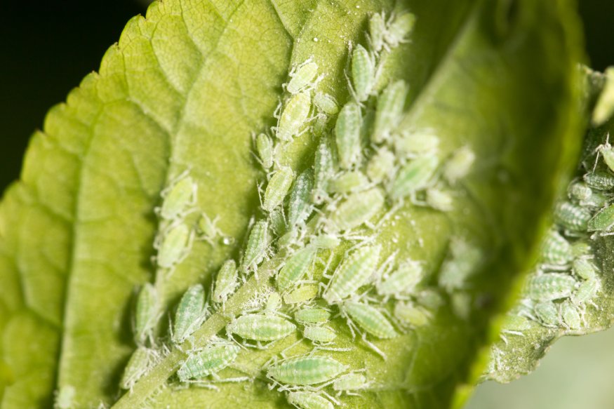 aphids infestation