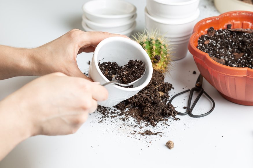 woman putting soil cactus mix into a pot