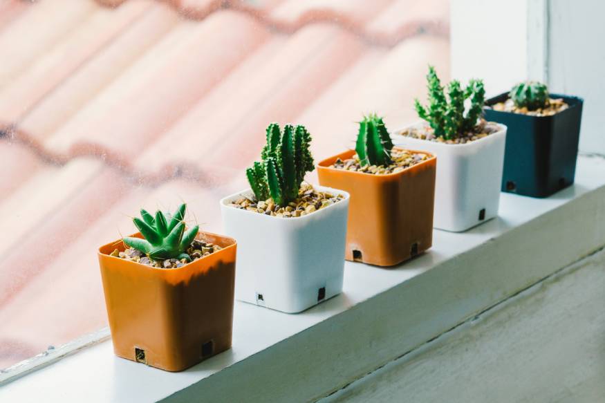 cactus pots on the windowsill