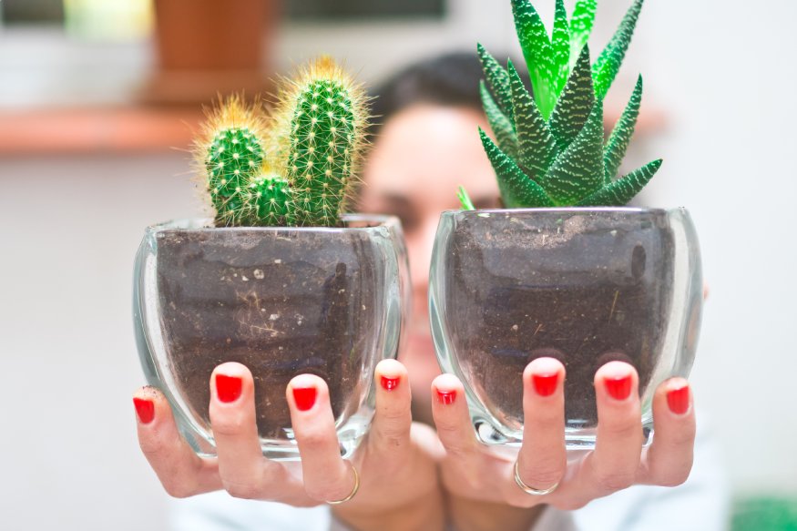 a person holding two succulents in a glass pot