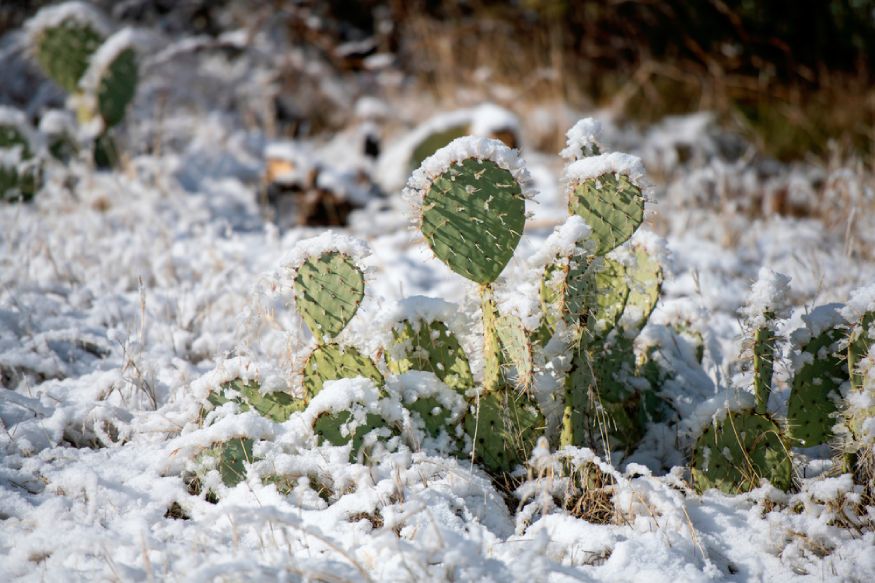 cactus out in the snow