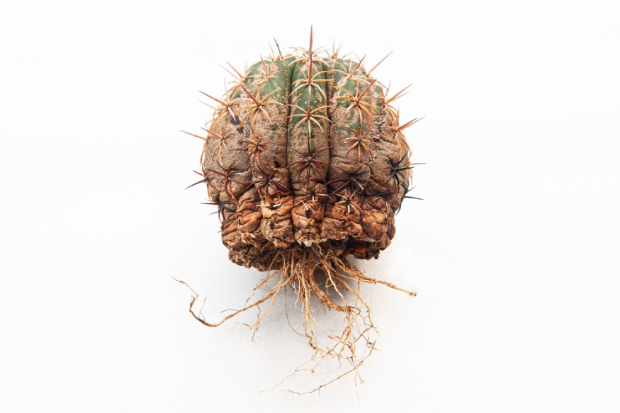 cactus with fungal disease