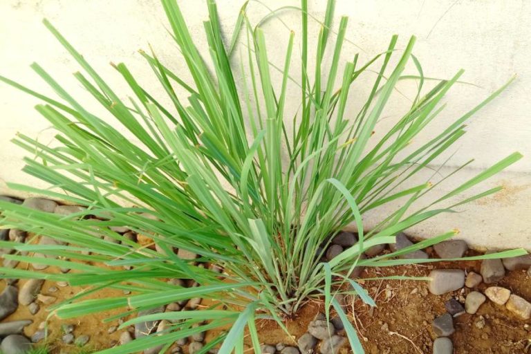 Herbs That Repel Roaches A Natural Roach Repellent