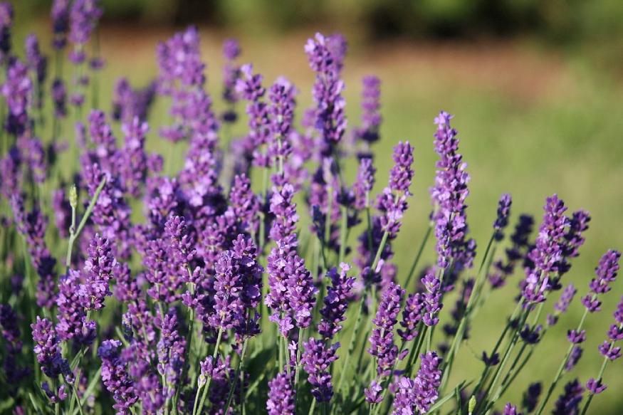 a picture of lavender plant