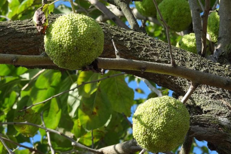 Herbs That Repel Roaches A Natural Roach Repellent