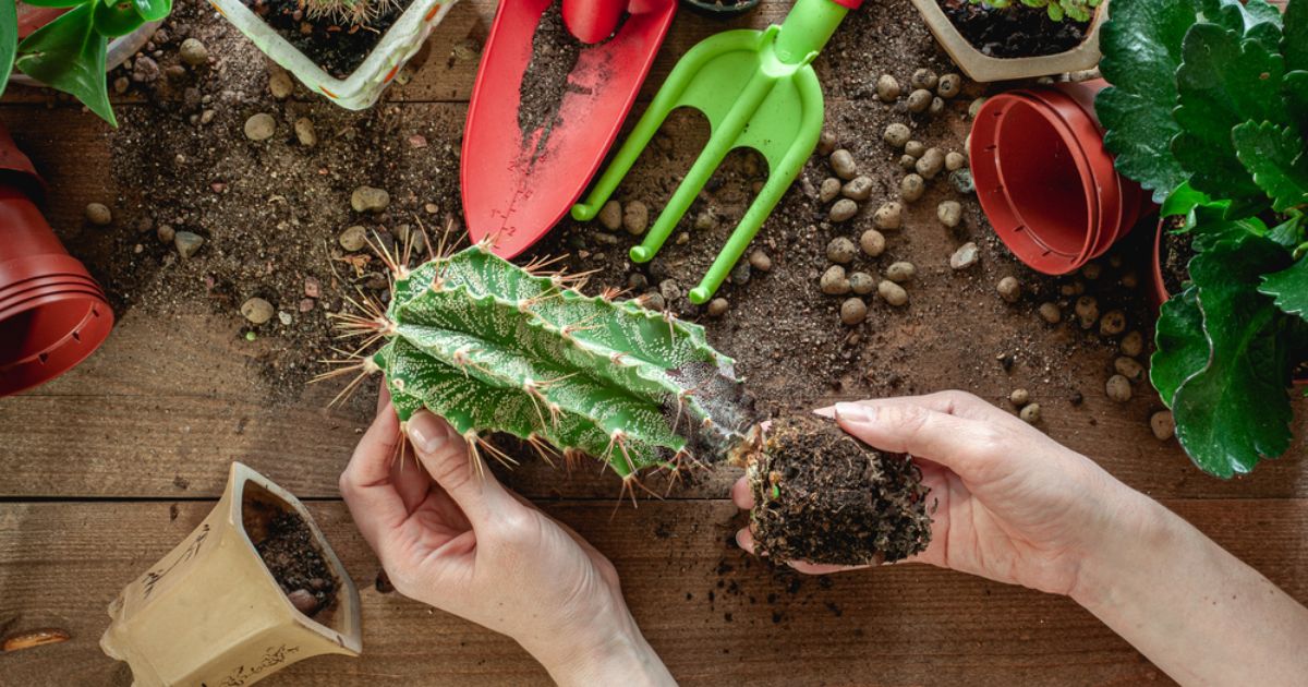 Why Is My Succulent Dying? How To Revive A Dying Succulent Essential