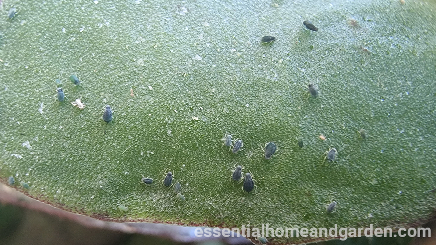 aphids on a succulent leaf