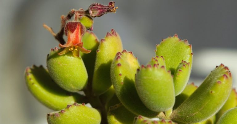 close-up picture of a Cotyledon Tomentosa