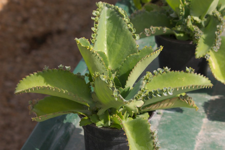 A Kalanchoe Daigremontiana plant outdoors