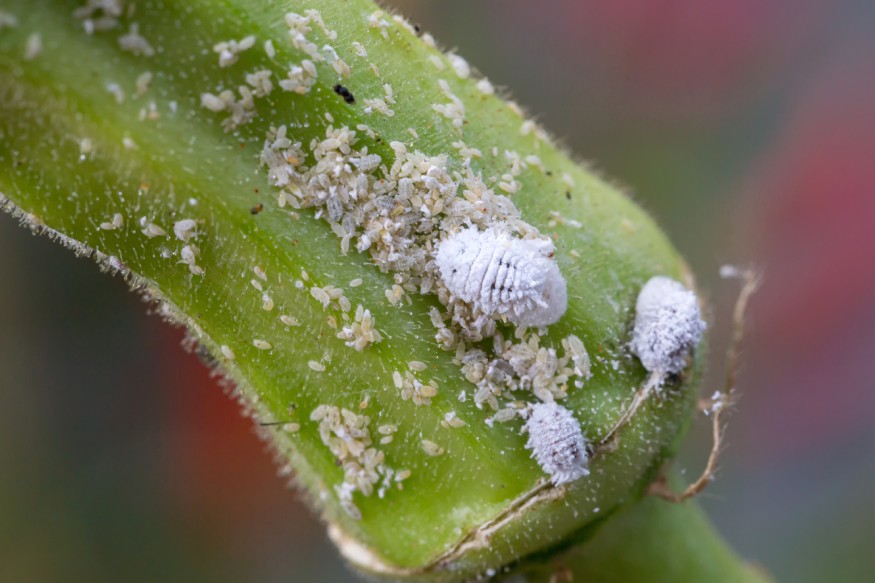 a picture of mealybug infestation on a plant