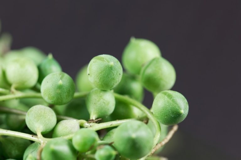 How to Grow & Care for String of Pearls Plant (Curio rowleyanus)